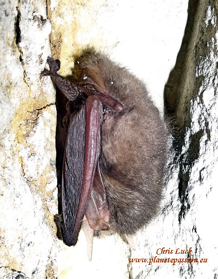 Brown-long-eared-bat-France-hibernation