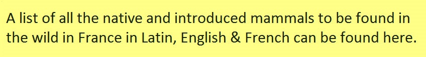 All-the-mammals-you-will-find-in-france