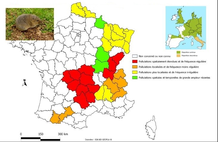 Vole-damage-in-France