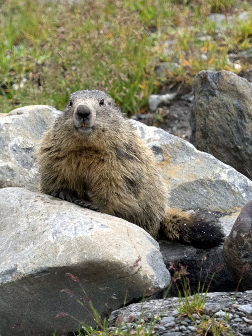 French-alpine-marmot