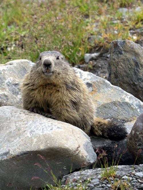 marmot astralplane