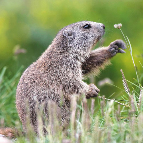 Alpine-marmot-France