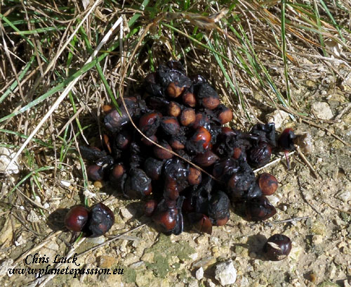 Pine-or-Stone-Marten-has-been-eating-cherries-France