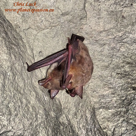 Limestone-quarry-France-hibernation-for-bats