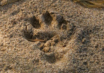 Otter-footprint-France