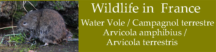 Water-vole-in-France
