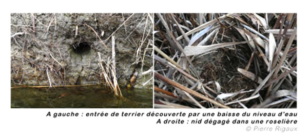 Entrance-and-nest-water-vole-France