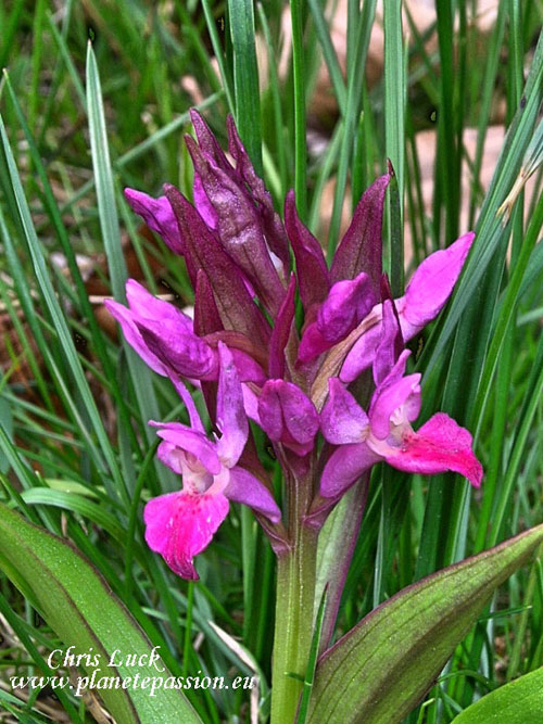 Elder-flowered-orchid-France