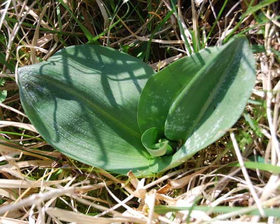Greater-butterfly-orchid-leaves-france