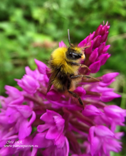 Pyramid-orchid-with-bumble-bee-Bombus-pratorum-France