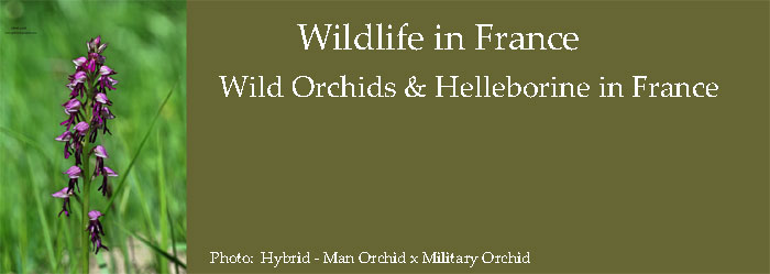 Wild-orchids-to-find-in-france