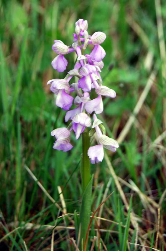 Green-winged-orchid-france