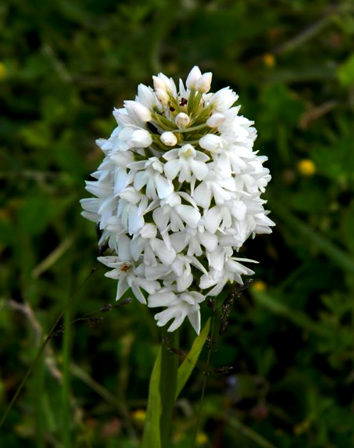 White-pyramid-orchid-France