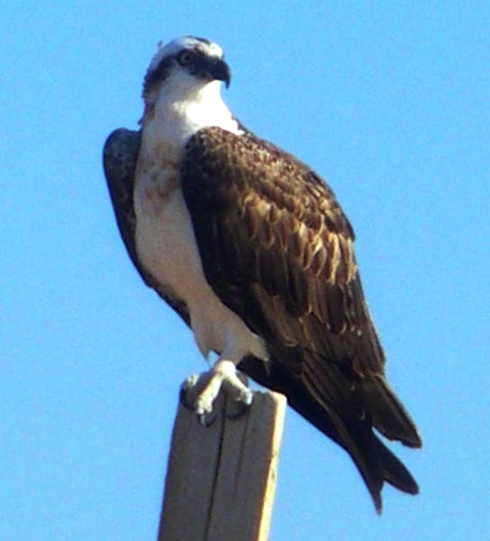 osprey eu