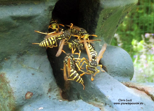 Small-wasp-nest-in-a-water-pump-france