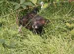 Photo-European-Mink-in-France