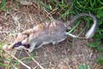 Photo-Edible-dormouse-and-Garden-dormouse-in-France