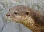 Photo-Otter-in-France