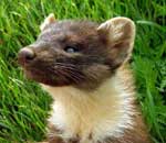 Photo.Pine-marten.Martes-martes.Martre.in-France.photo