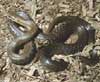 Photo.Aesculapian.snake.France