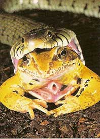 Photo.Grass snake eating frog.France