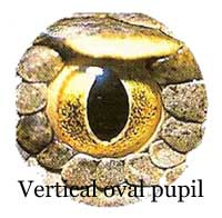 Photo.Oval.vertical.pupil