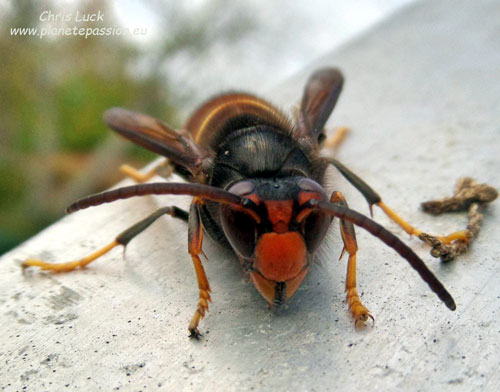 Asiatic-hornet-in-France