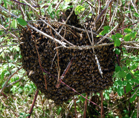 Bee Swarm