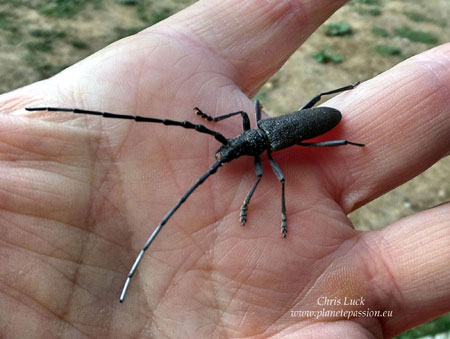 Longhorn-beetle-Lesser-Capricorne-France