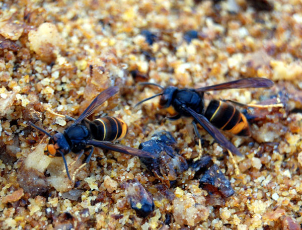 Asian hornets feeding on honey wax