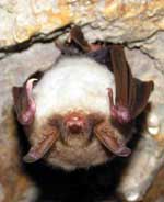 Photo-Greater-mouse-eared-bat-France