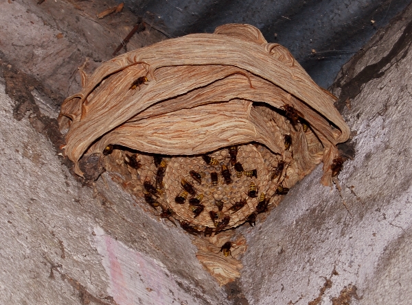 Hornet-nest-in-French-barn-roof-France