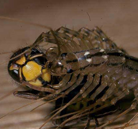 House centipede