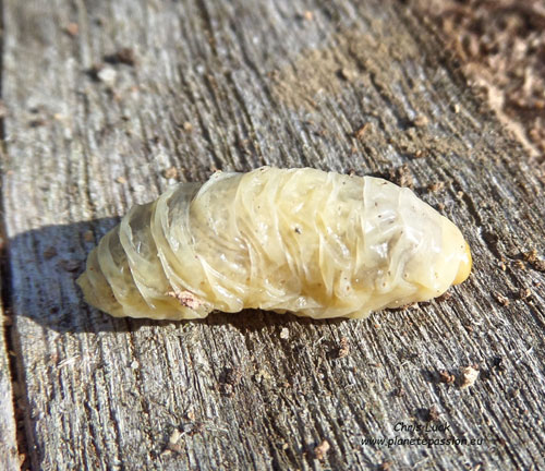 Housekeeping-hornets-remove-larvae-from-nest-in-France