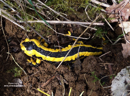 Pretty-yellow-and-black-salamander-in-France
