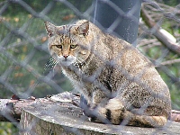 Wild-cat-in-france-Chat-Forestier