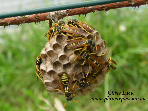 Paper-wasp-nest-france