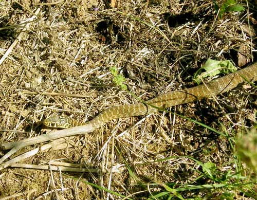 Photo.Couleuvre-verte-et-jaune.Coluber-viridflavus.Pale-juvenile.France