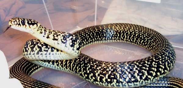 Photo.Western-whip-snake..Coluber-viridiflavus..Couleuvre-verte-et-jaune.Preparing-to-strike.France.Roger-Meek.