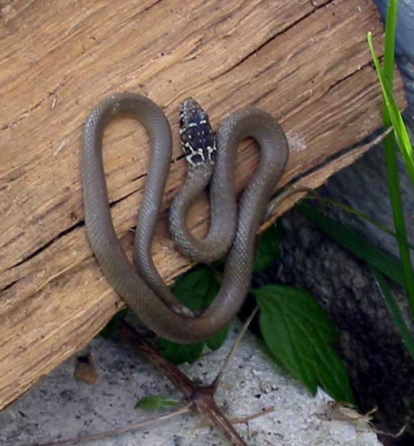 Photo.Western_whip_snake.France.Photo.(Lesley Hanmore).